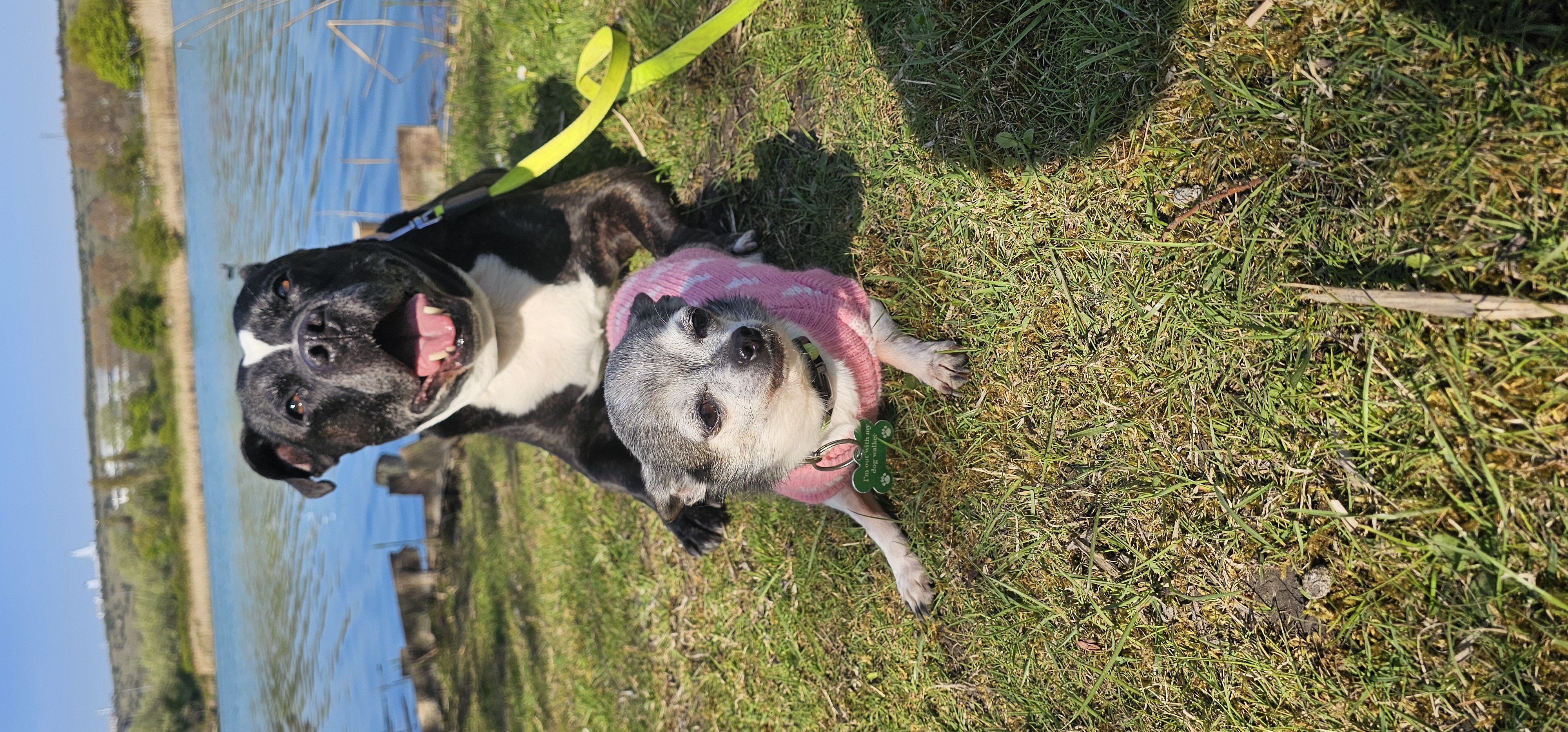 Energetic Dog Running